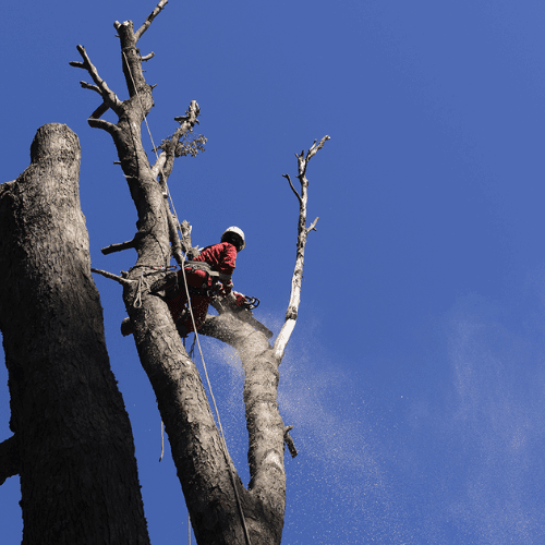 Tree Flgging Tree Felling North West UK and North Wales - Frodsham Tree Solutions
